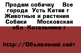 Продам собачку  - Все города, Усть-Катав г. Животные и растения » Собаки   . Московская обл.,Котельники г.